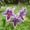 Chinese violet