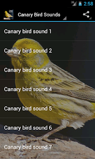 Canary Bird Sounds