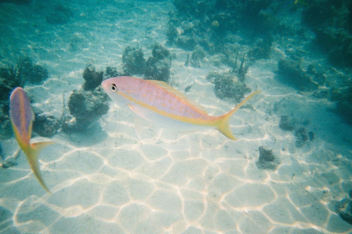 Yellow Snapper