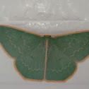 Geometrid Emerald moth