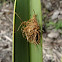Palmetto tortoise beetle larva