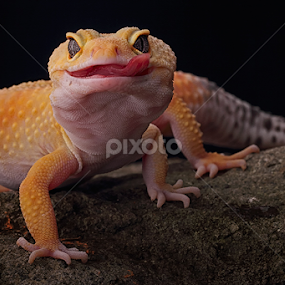 Slurpppsss.... by Sugeng Sutanto - Animals Reptiles