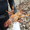 Kōura (spiny crayfish)