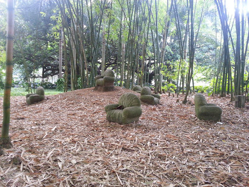 Pygmy Chairs in a Bamboo Forest