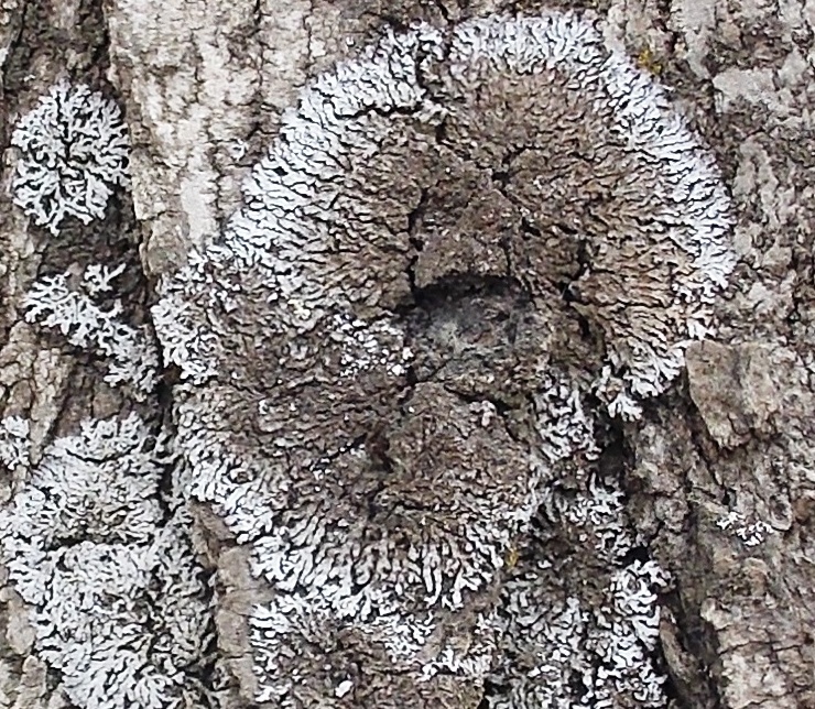 Gray Starburst Lichen