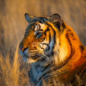Pose by Bridgena Barnard - Animals Lions, Tigers & Big Cats