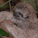Three-toed sloth (Juv)