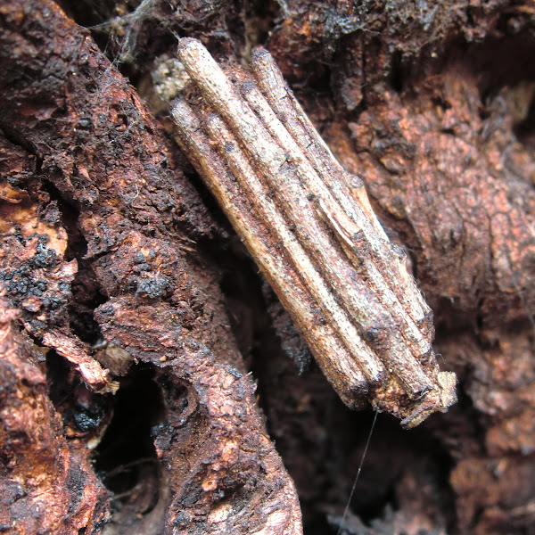 Stick Case Moth Project Noah