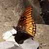 Mexican Silverspot