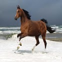 Horse images wallpaper icon