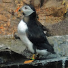 Atlantic puffin