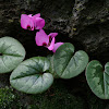 Round-Leaved Cyclamen