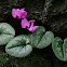 Round-Leaved Cyclamen