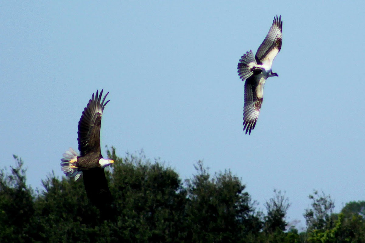 Bald Eagle and Osprey