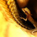 Pygmy Gecko