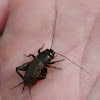 Field cricket (nymph)