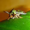 Slug Moth or Cup Moth