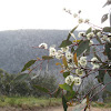 Snow gum