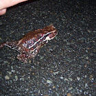 Japanese Common Toad