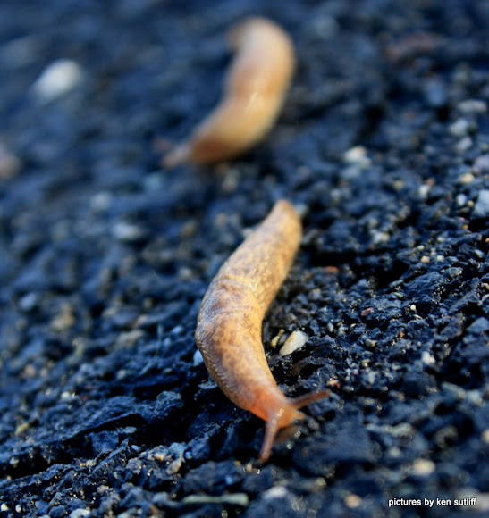 grey garden slug | Project Noah