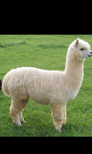 How to mod Farm Animals for kids lastet apk for laptop