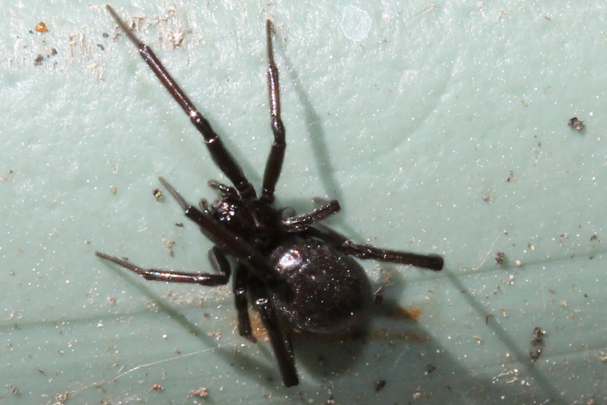 False katipo spider