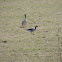 Greylag Goose