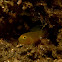The Yellow Pygmy Goby