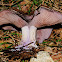 Wood blewit, Pie azul