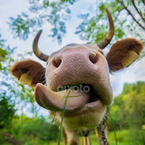 Eurocow by Iosif Miclaus - Animals Other