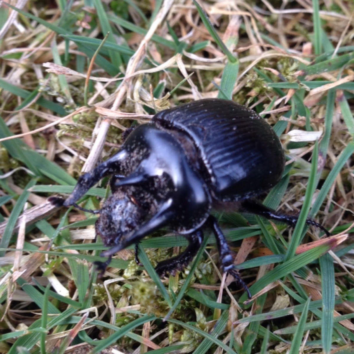 Minotaur beetle