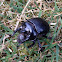 Minotaur beetle