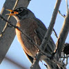 American Robin