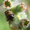 Casebearer Beetle