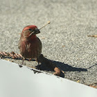 House Finch