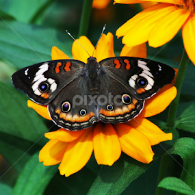 such a beauty by Sharon Scholtes - Animals Insects & Spiders