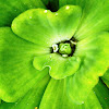 Water Cabbage plant
