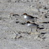 Red-capped Plovers