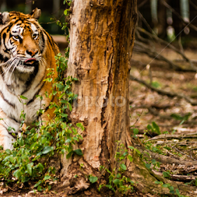 the hunter by Iosif Vajnar - Animals Lions, Tigers & Big Cats