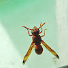 Orange Paper Wasp