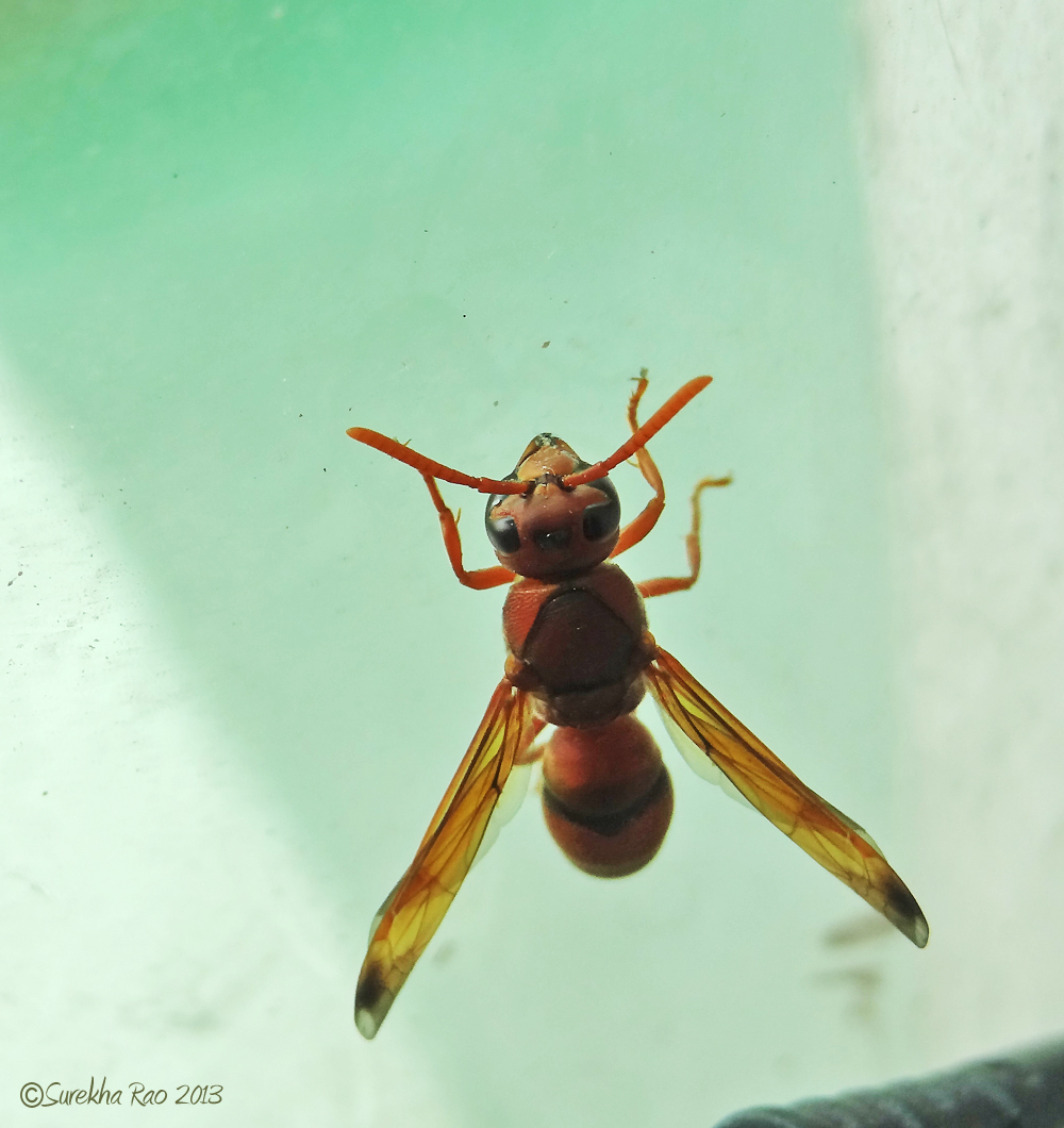 Orange Paper Wasp