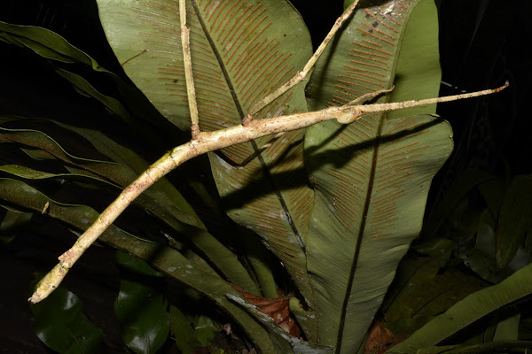 Stick Insect, Phasmid - Female | Project Noah