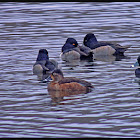 Ring-necked Ducks