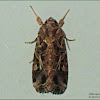 Tropical Armyworm Moth (Female)