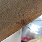 Harvestman