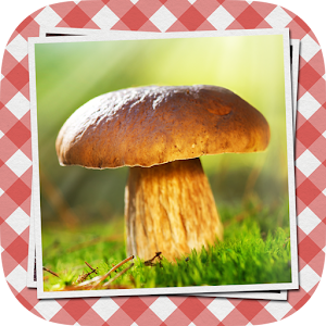 Pilze sammeln & bestimmen PRO 