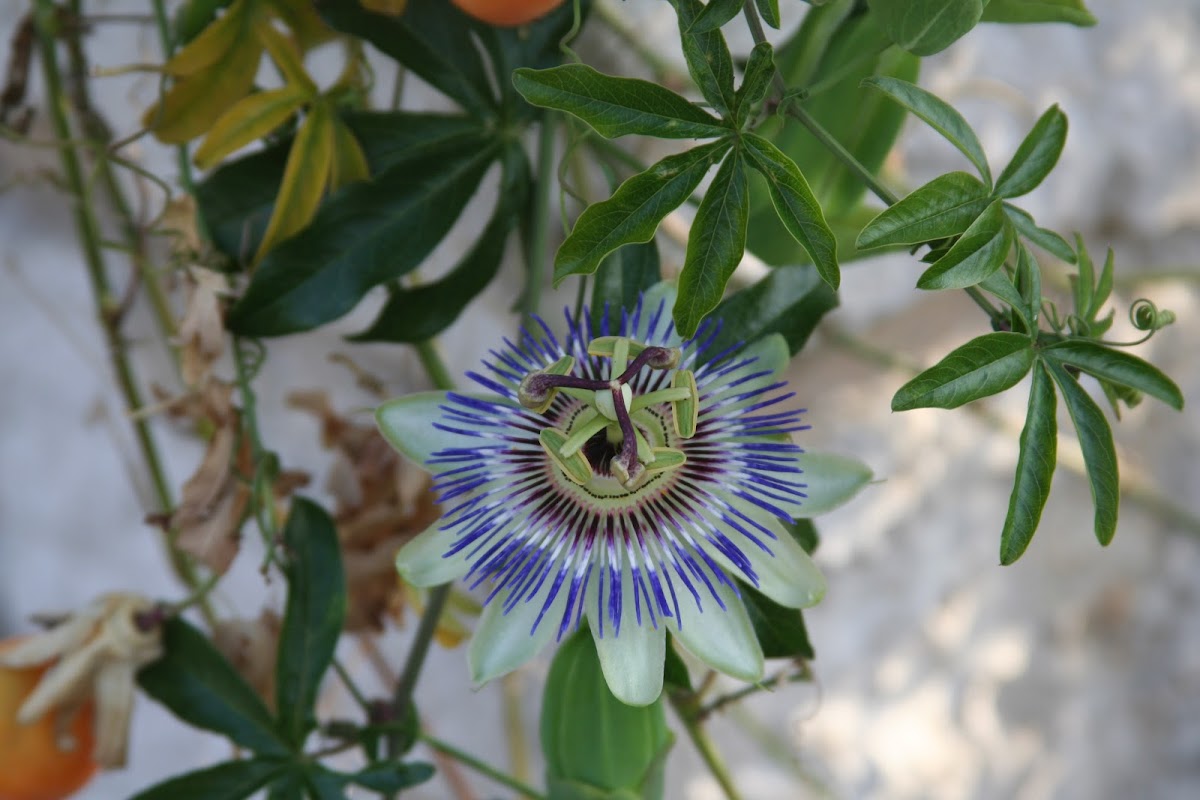 Blue Passion flower