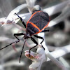 Red and black bordered plant bug.