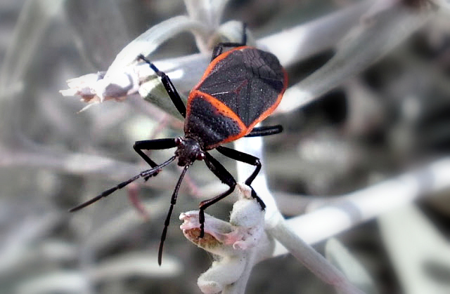 Red and black bordered plant bug.