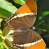 Rusty Tipped Page Butterfly